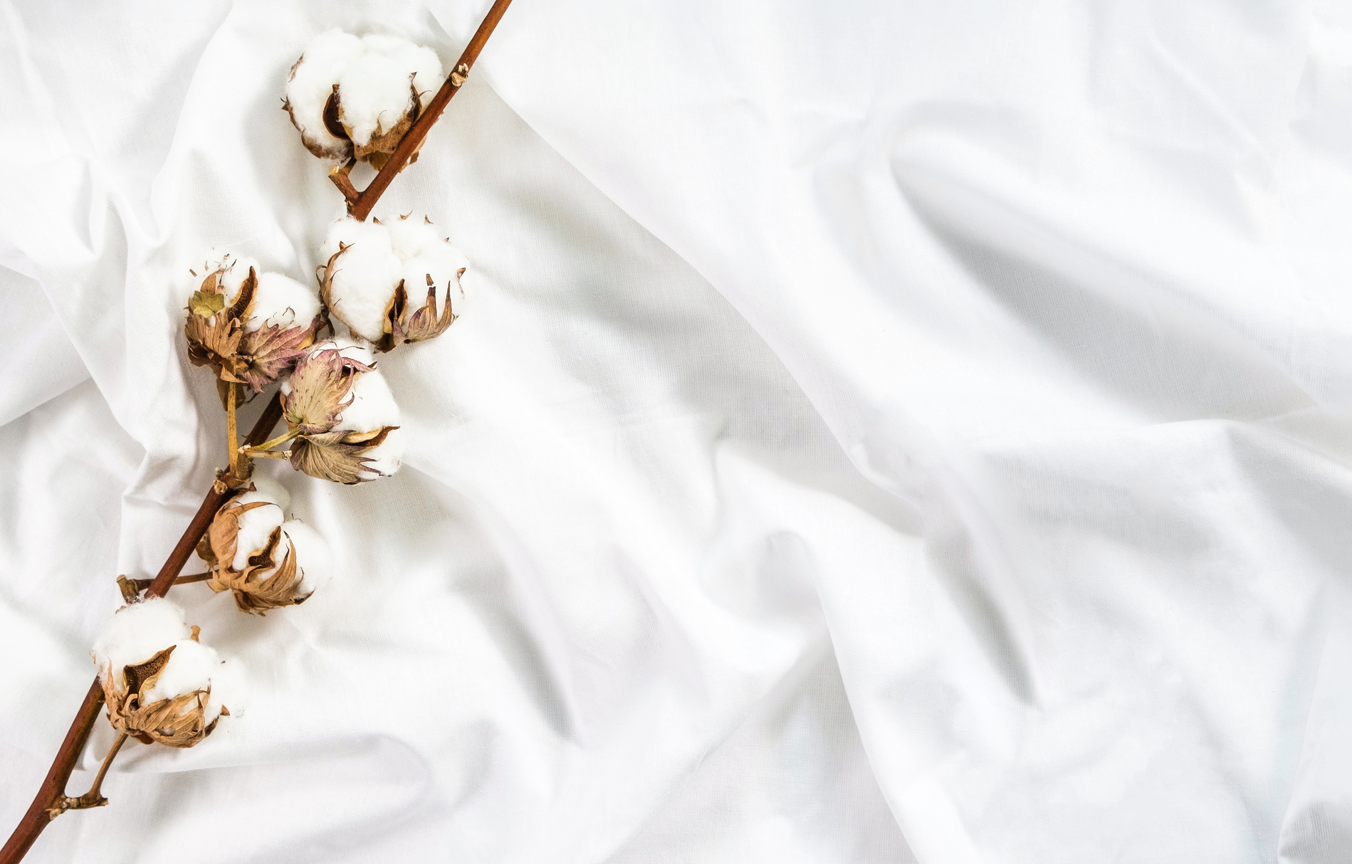 Cotton branch of plant flower on crumpled cotton white fabric. Cotton bed linen